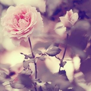 Meet your Posher, Annabelle